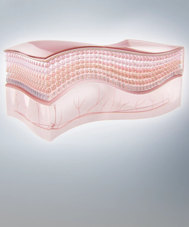 3D Skin Model
