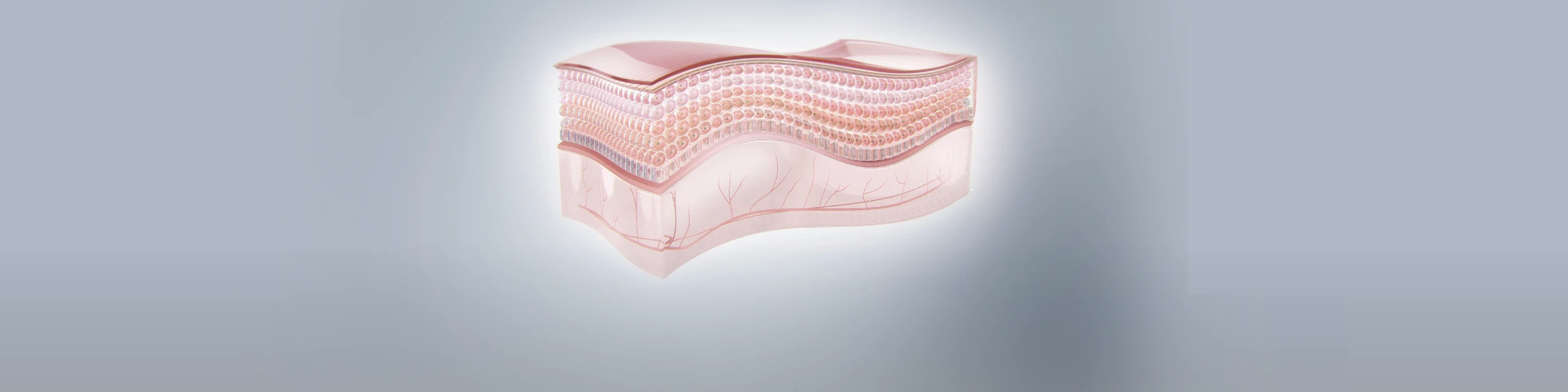 3D Skin Model