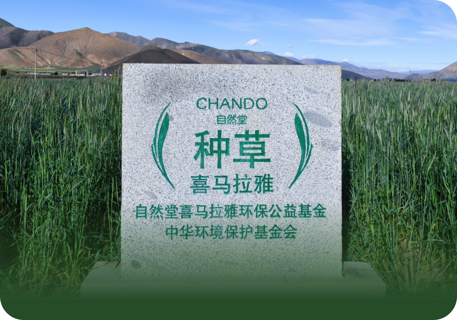 CHANDO Grass Planting in Himalaya